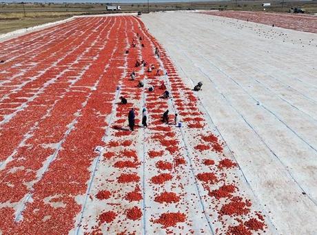 Şanlıurfa’da kuraklık ve aşırı sıcak domates üretimini düşürdü