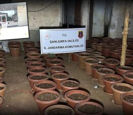 Şanlıurfa’da saksılarda kenevir ele geçirildi: 7 gözaltı