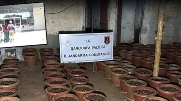 Şanlıurfa’da saksılarda kenevir ele geçirildi: 7 gözaltı