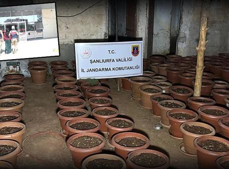 Şanlıurfa’da saksılarda kenevir ele geçirildi: 7 gözaltı