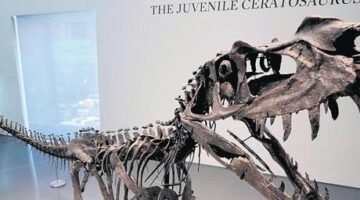 Statü sembolü: Dinozor fosili