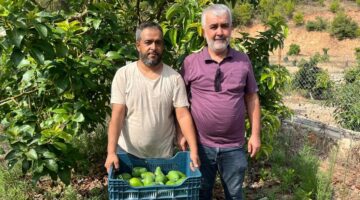 Tanesi 55 lira: 3 dönümlük arazide yetiştiriliyor