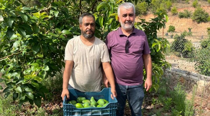 Tanesi 55 lira: 3 dönümlük arazide yetiştiriliyor