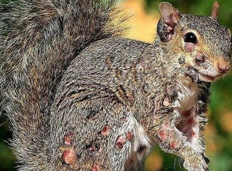 Tavşandan sonra şimdi de ‘zombi sincap’ alarmı: Bahçelerde korku saçıyorlar!