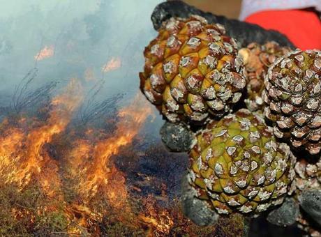 Yangınlarla ilgili şok gerçek! ‘Kozalak patlaması’ şehir efsanesi çıktı