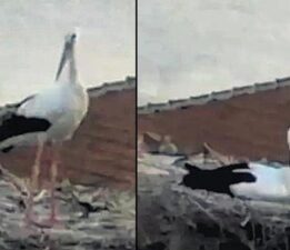 Yaren leylek depremi hissetti