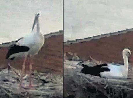 Yaren leylek depremi hissetti