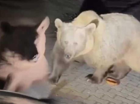 Yer: Bursa! Ayıları yakından görmek istedi, dehşeti yaşadı: Rahatsız etmeyin