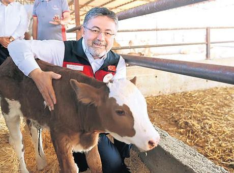Yumaklı: Sütçü ırk sığırları etçi ırklarla melezleyeceğiz