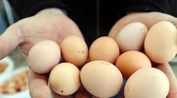 90 TL’ye kadar inen yumurta fiyatında dikkat çeken artış! Nedeni belli oldu