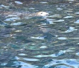 Fethiye’de görüldü! Vatandaşlar fark edip telefona sarıldı