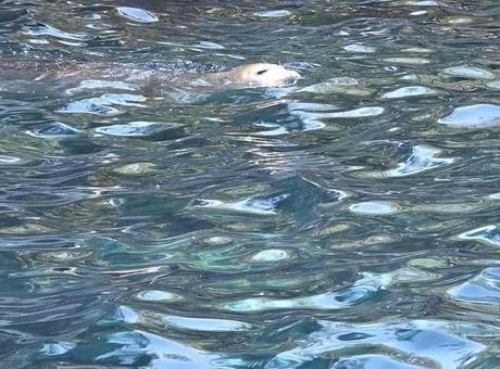 Fethiye’de görüldü! Vatandaşlar fark edip telefona sarıldı
