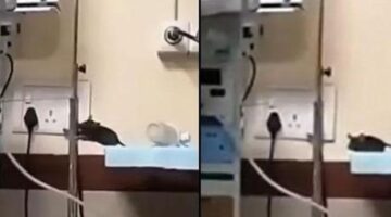 Hindistan’da dehşete düşüren görüntü! Yenidoğan ünitesini fareler bastı; ölen bebekler var