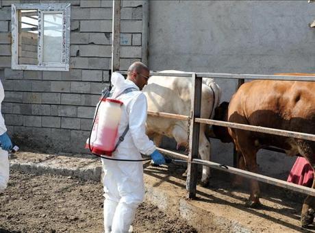 Iğdır’da şap hastalığıyla yapılan etkin mücadele üreticiyi mutlu etti