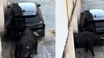 İspanya’da kızgın boğa dehşeti! Park halindeki aracı paramparça etti