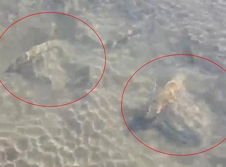 İznik Gölü’nün dibinde fark edildi! Uzmanlar bölgede