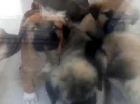 Köpekleri öldürmekle suçlanan doktorun tahliye talebine mahkemeden karar