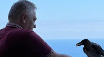 Ordu’da fındıkçıyla karganın sıra dışı dostluğu! ‘Şakir evin üçüncü oğlu oldu’