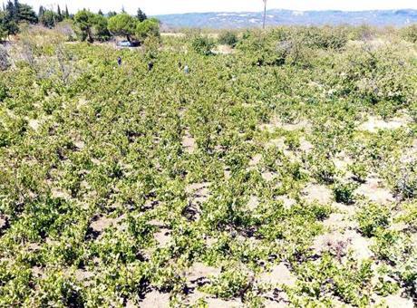 Tekirdağ’da kuraklık üzümü vurdu! Rekolte ve kalite kaybı…
