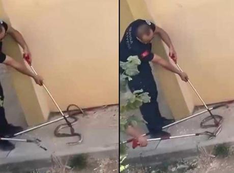Yer: Bursa! Bahçede dev yılan paniği: Gözler şoke oldu, telefona sarıldı
