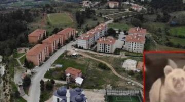 Yer: Bursa! Sitede ‘ayı’ alarmı: ‘Çocuklarınızın yalnız olmasına izin vermeyin’