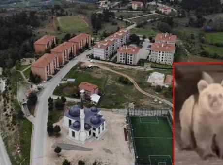 Yer: Bursa! Sitede ‘ayı’ alarmı: ‘Çocuklarınızın yalnız olmasına izin vermeyin’