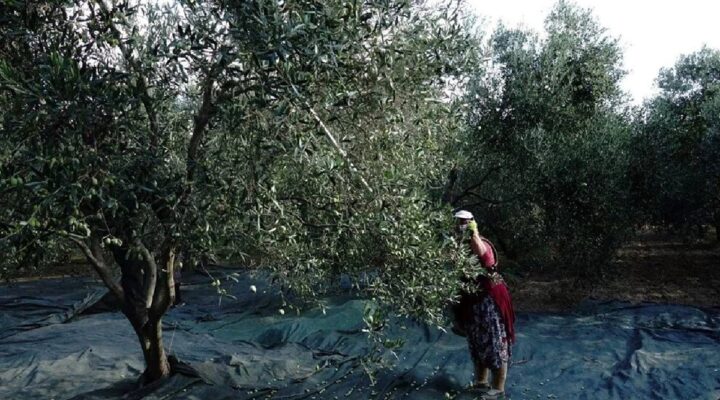 ‘Yok’ yılı: Zeytinyağı fiyatları artıyor