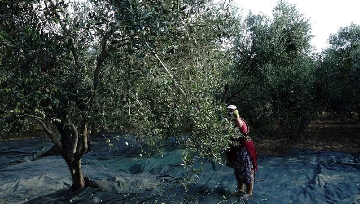 ‘Yok’ yılı: Zeytinyağı fiyatları artıyor